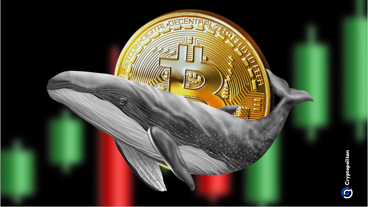 Bitcoin Whales Being Intimidated to Transfer Their Bitcoin_assets.